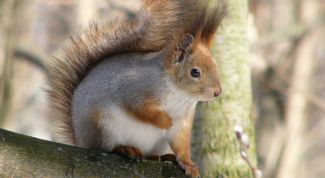 Картинка по теме - как купить белку