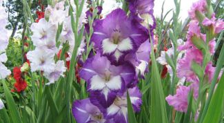 Картинка по теме - как хранить гладиолусы зимой