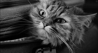 Картинка по теме - как провезти кошку в поезде