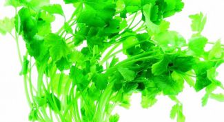 Картинка по теме - как сохранить сельдерей