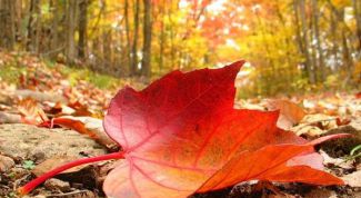 Картинка по теме - почему листья скручиваются