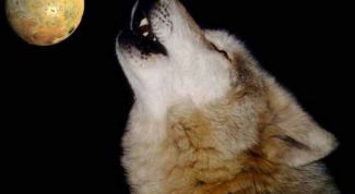 Картинка по теме - почему собаки воют