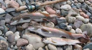 Картинка по теме - как ловить ленка