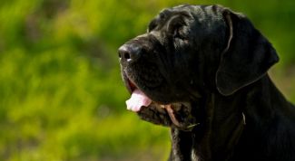 Картинка по теме - как похоронить домашнее животное