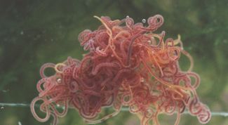 Картинка по теме - как хранить трубочника