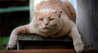 Картинка по теме - почему коты метят