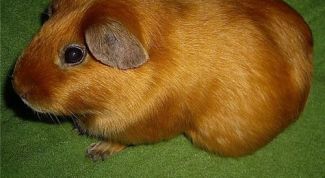 Картинка по теме - почему морская свинка - свинка