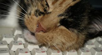 Картинка по теме - почему кошки много спят