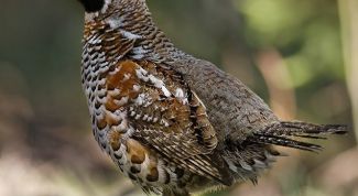 Картинка по теме - как манить рябчика