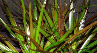 Картинка по теме - как осуществлять уход за драценой