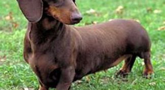 Картинка по теме - как вырастить щенка карликовой таксы