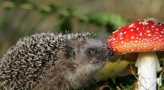 Картинка по теме - как кормить ежа