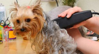 Картинка по теме - как научиться стричь собак