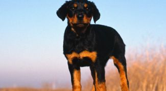 Картинка по теме - как везти собаку в поезде