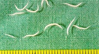 Картинка по теме - как вылечиться от остриц