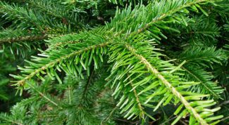 Картинка по теме - как использовать пихтовое масло