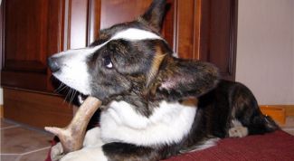 Картинка по теме - как отучить собаку грызть мебель