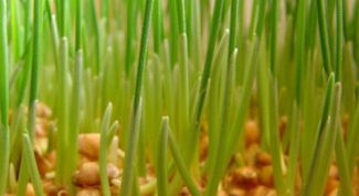 Картинка по теме - как приготовить проросшую пшеницу