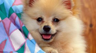 Картинка по теме - что делать, если у собаки течка