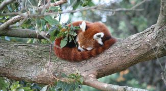 Картинка по теме - почему животные спят клубком