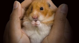 Картинка по теме - как купать хомячка