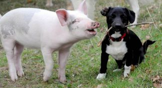 Картинка по теме - как назвать поросенка