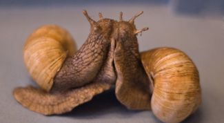 Картинка по теме - как определить пол улитки