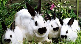Картинка по теме - как делать прививки кроликам