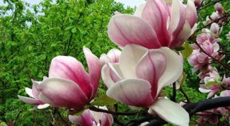 Картинка по теме - как вырастить магнолию