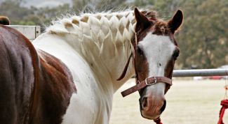 Картинка по теме - как ухаживать за гривой коня