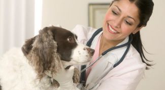 Картинка по теме - как закапать глаза собаке