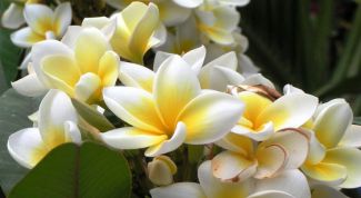 Картинка по теме - как вырастить ваниль