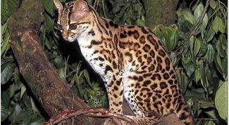 Картинка по теме - как приручить дикую кошку