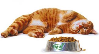 Картинка по теме - как выбрать кошачий корм