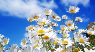 Картинка по теме - зачем нужны цветы