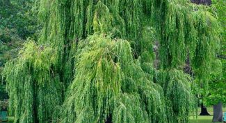 Картинка по теме - как нарисовать иву