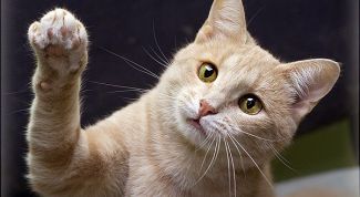 Картинка по теме - как делать прививки кошкам