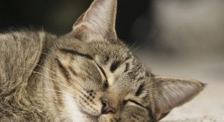 Картинка по теме - как отбить запах кошачей мочи