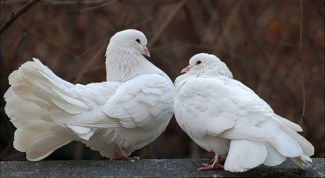 Картинка по теме - как купить голубей