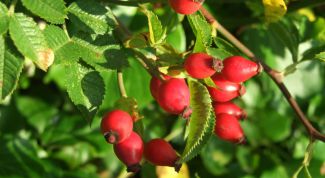 Картинка по теме - как пить сироп шиповника