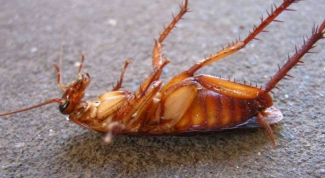 Картинка по теме - как вывести прусаков