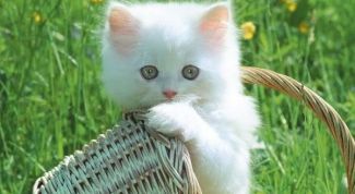 Картинка по теме - как удалять клещей у котят