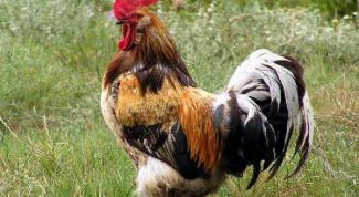 Картинка по теме - как сшить петуха