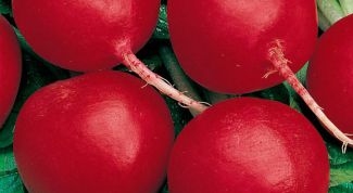 Картинка по теме - как посадить редиску