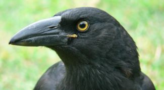 Картинка по теме - как сделать клюв вороны