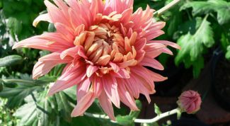 Картинка по теме - как делать украшения из цветов