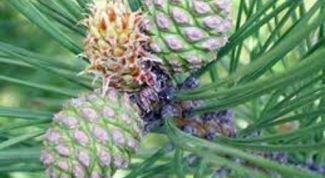 Картинка по теме - как варить шишки