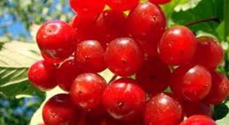 Картинка по теме - как варить калину