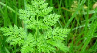 Картинка по теме - как настаивать болиголов