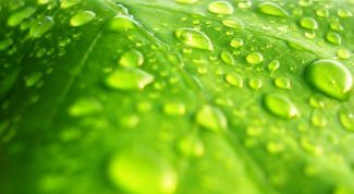 Картинка по теме - как увеличить влажность воздуха